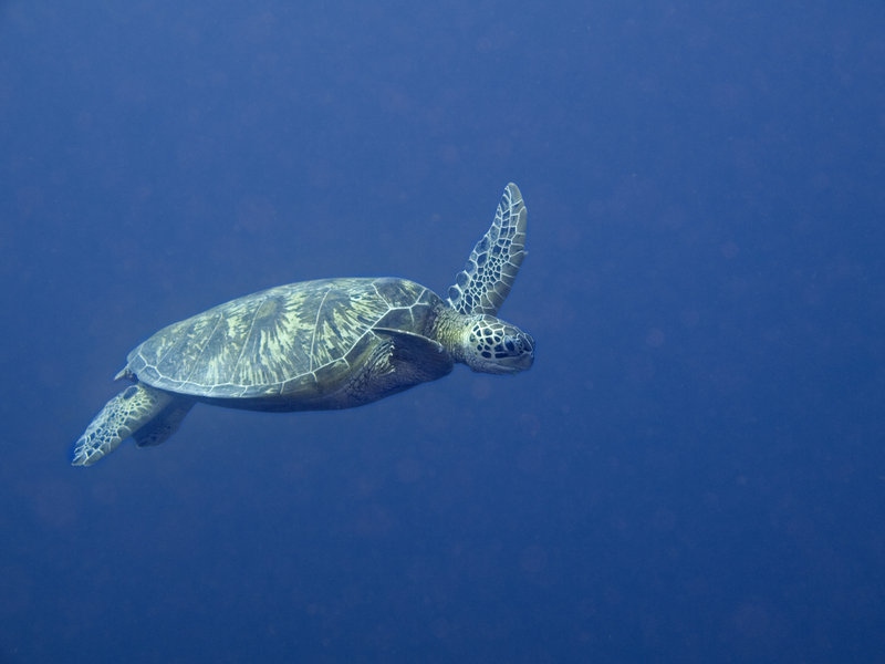 Turtle, Barracuda Point